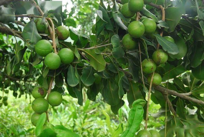 可持续发展丨临沧推进坚果产业高质量发展