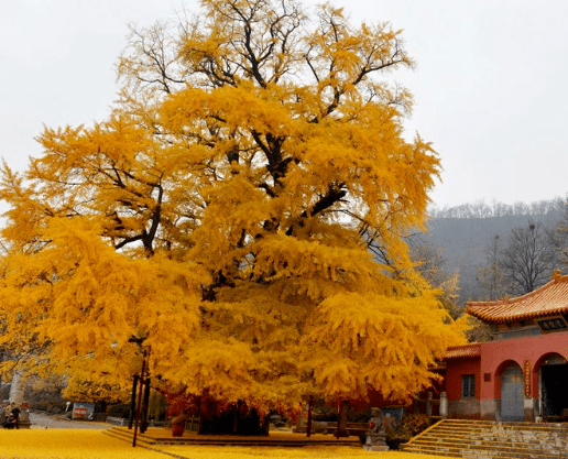 南充"市树市花"是啥?你说了算!