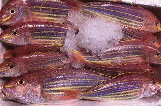 石斑鱼,苏眉鱼,带鱼,青衣鱼是不是都快忘了南海最鲜美的海虾,鲍鱼