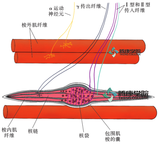 肌梭的结构图片