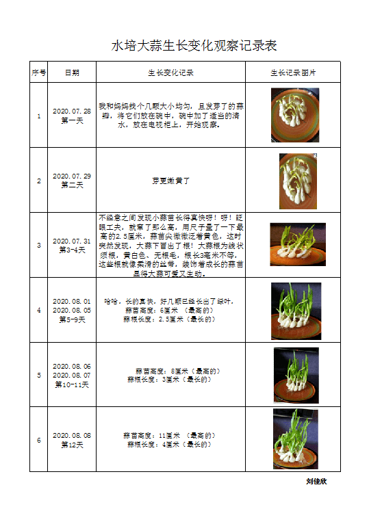 种蒜的观察记录表图片