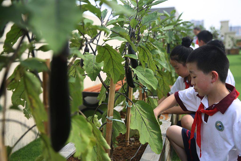 青岛小学生校园屋顶学务农从小养成节约粮食习惯