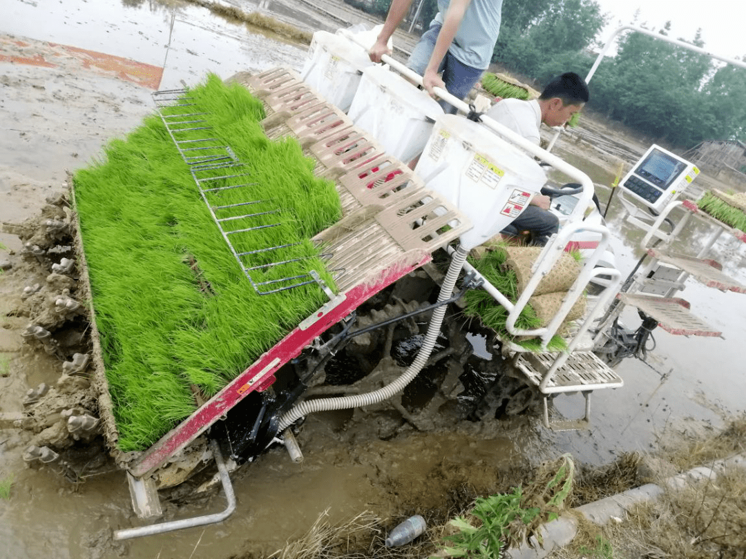 水稻机械插秧同步侧深施肥节肥省工又增效