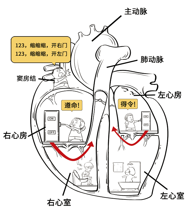 心房心室图四格图片