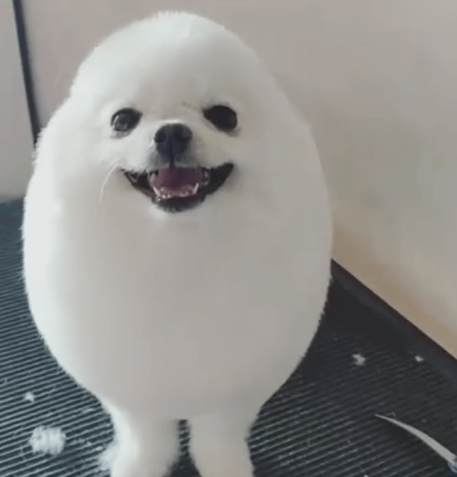 宠物店遇到一只"海豹",它咧嘴笑的瞬间,感觉心都融化了_博美