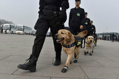 泗縣警犬立功協助民警迅速擒獲持刀傷人的兇犯