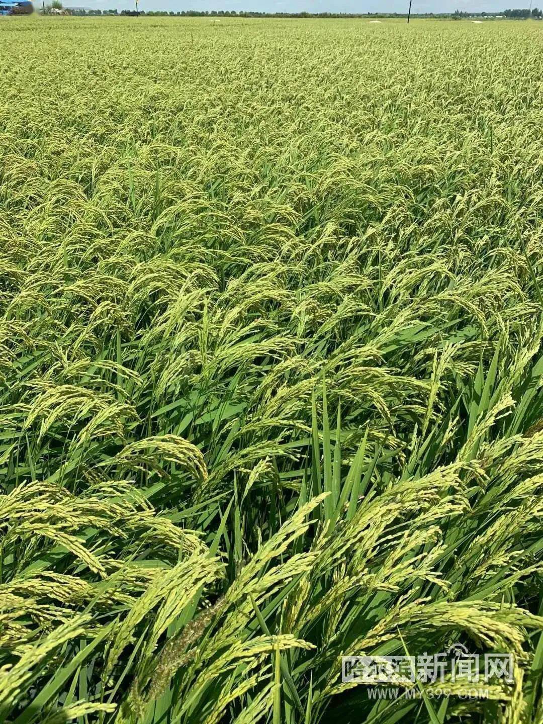 丰收在望丨我省近5800万亩水稻长势好于去年同期