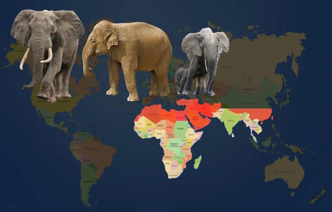 大象只分布在非洲,亚洲大陆.