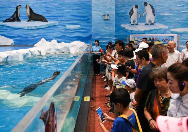 8月18日,长沙极地馆的工作人员在给企鹅喂食.