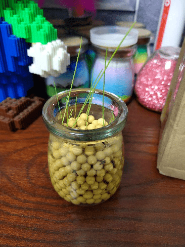 情思草4情思草3追云草2追云草1爱情草每位参与种植的同学都收到了种子