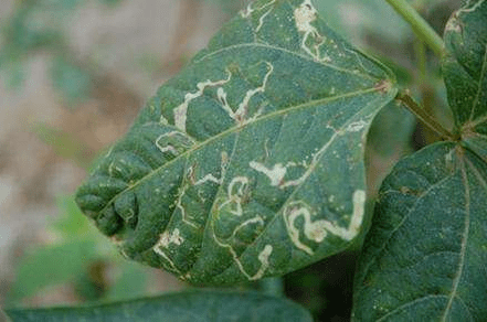 10%虫螨腈成分药品药害总结