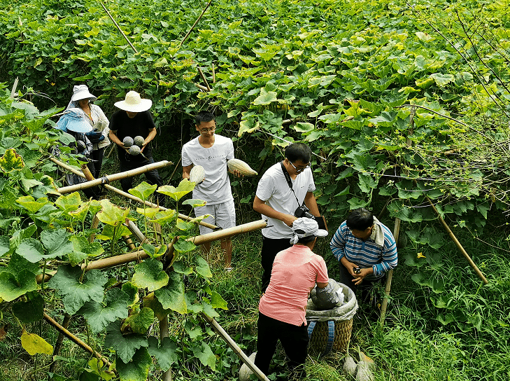 南瓜搭架方法图片图片