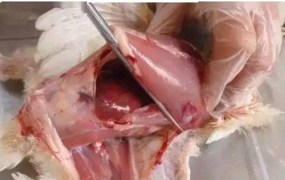 杀鸡怎样找到血管图解图片