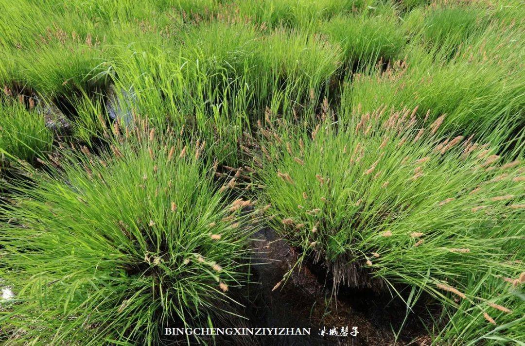 塔头苔草沼泽双鸭山雁窝岛湿地饶河乌苏里江湿地小南山月亮湾饶河小