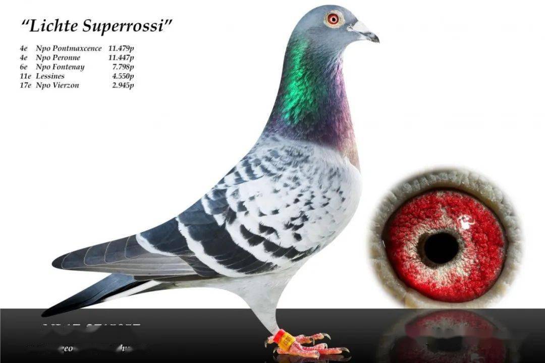 搜鸽鉴赏 | 顶级品系,永不言败!