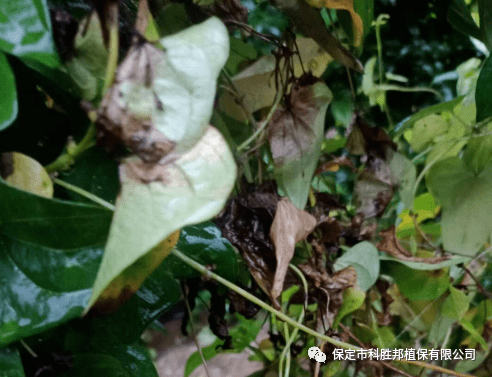 【与农预警】麻山药炭疽疫病红色预警_手机搜狐网