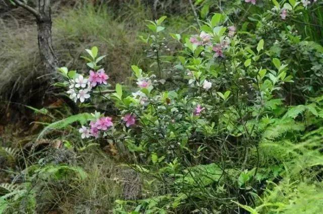 300蚊斤廣東這種隨處可見的野果渾身是寶