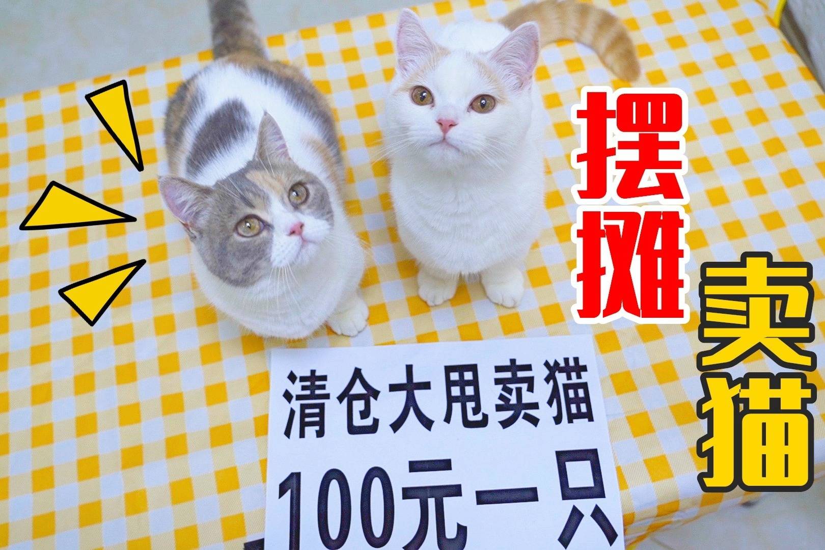 摆摊卖猫100元一只会有人买吗结果哄抢一空