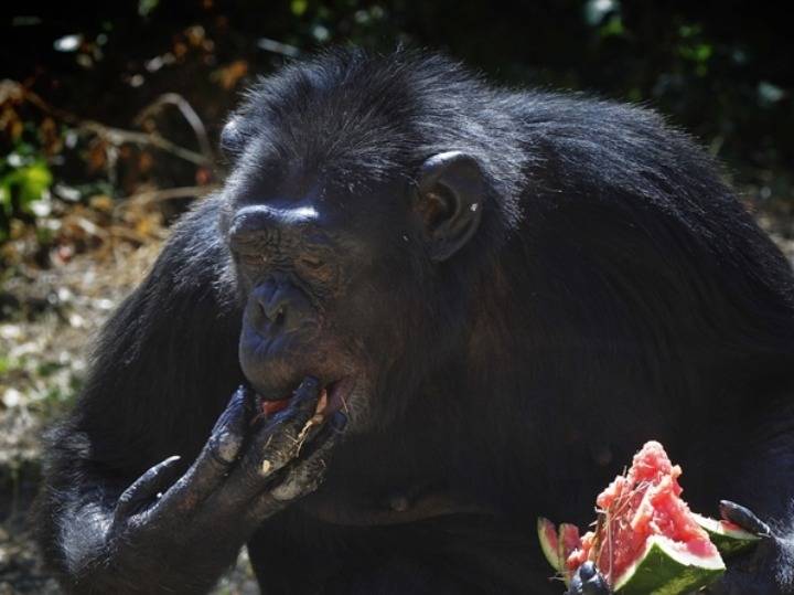 夏日炎炎 罗马动物园棕熊猩猩吃西瓜消暑
