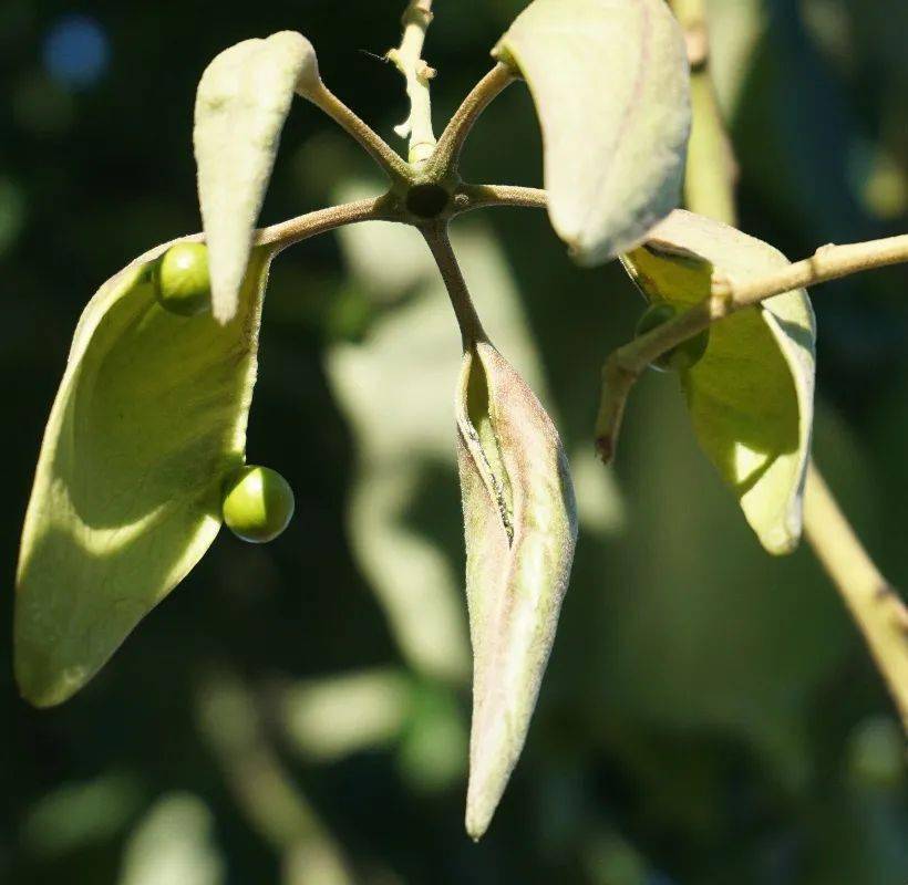 一叶知秋的梧桐_刺桐