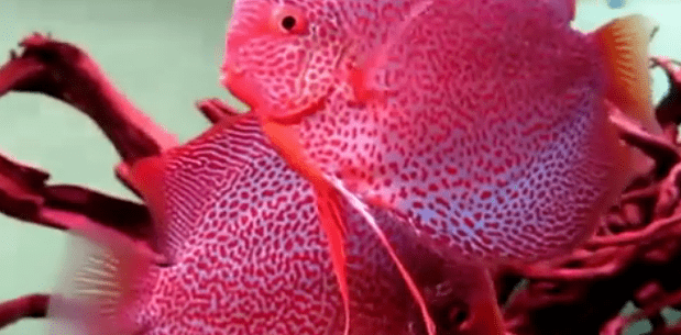 每日一鱼 | 七彩神仙鱼"蜘蛛侠":体表布满红斑