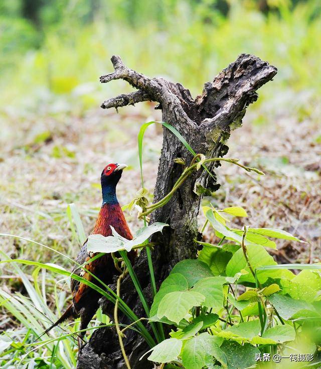 环颈雉一般指雉鸡,又名野鸡,山鸡,七彩山鸡.1/33