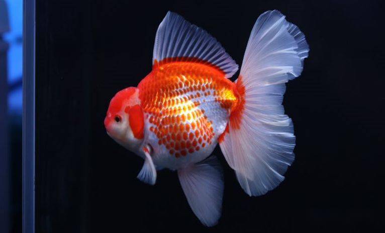 技巧| 闲侃泰狮金鱼饲养