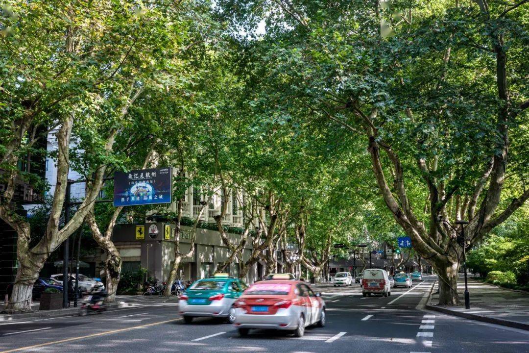 苍翠的夏树为西湖边的南山路带来一份舒爽和美好夏天说悬铃木最