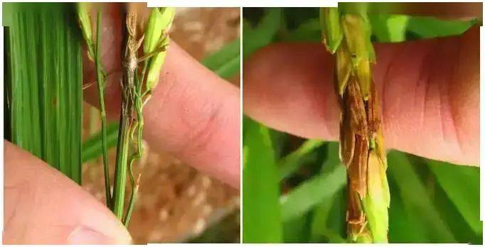 水稻3大病害详解纹枯病稻瘟病细菌性条斑病