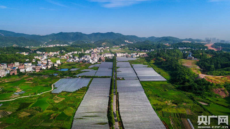 併成立了井衝葡萄園專業合作社,目前葡萄園採摘基地已達1200畝,畝產達