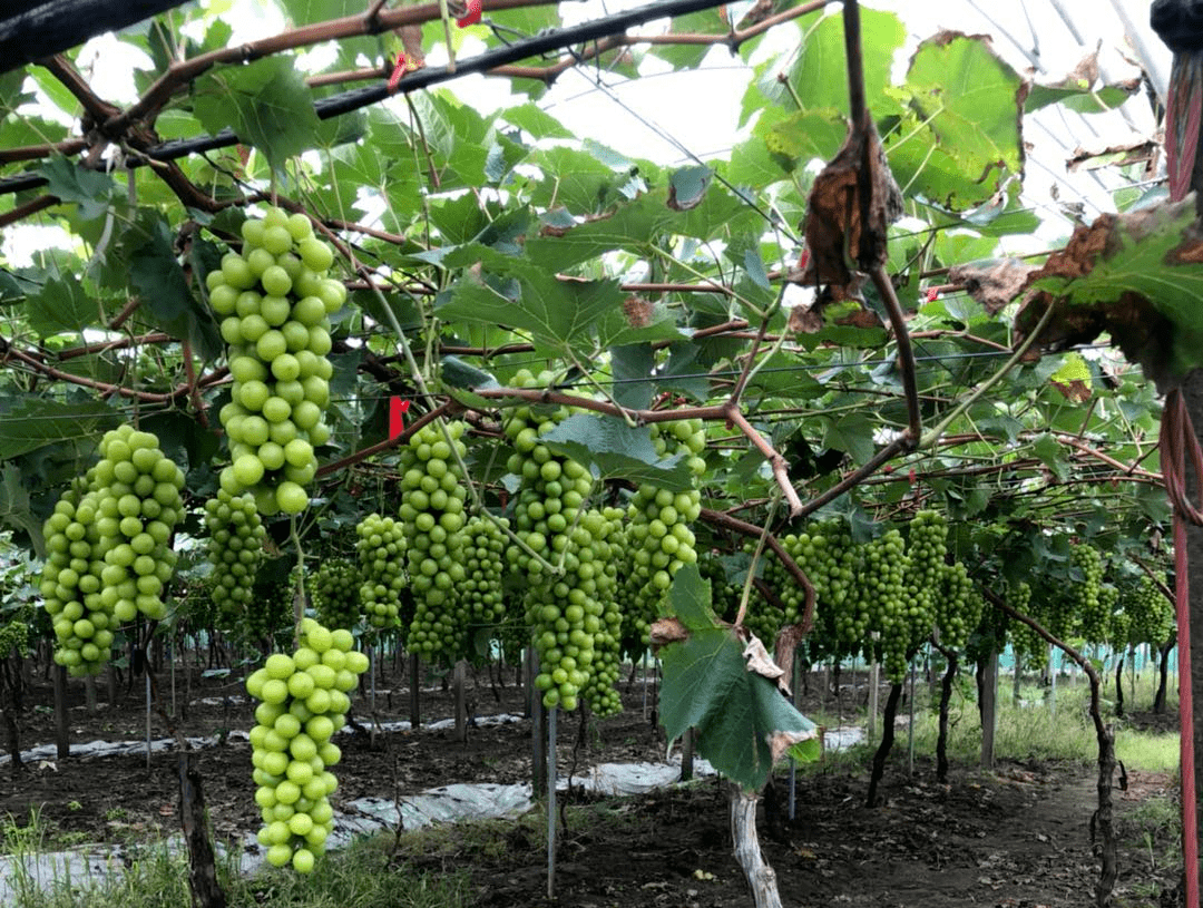 自带花香的【阳光玫瑰】来啦 ! 晶莹剔透,清甜可口!你猜多少钱?