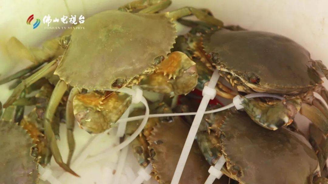渔船上纯天然的鲜味，感受虾蝲膏那份大海狂野的风味-搜狐大视野-搜狐新闻