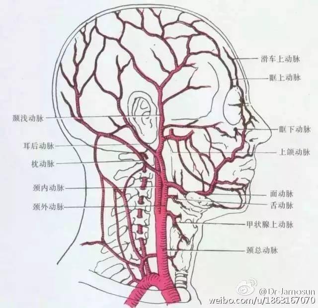 脑血管解剖图解及位置图片
