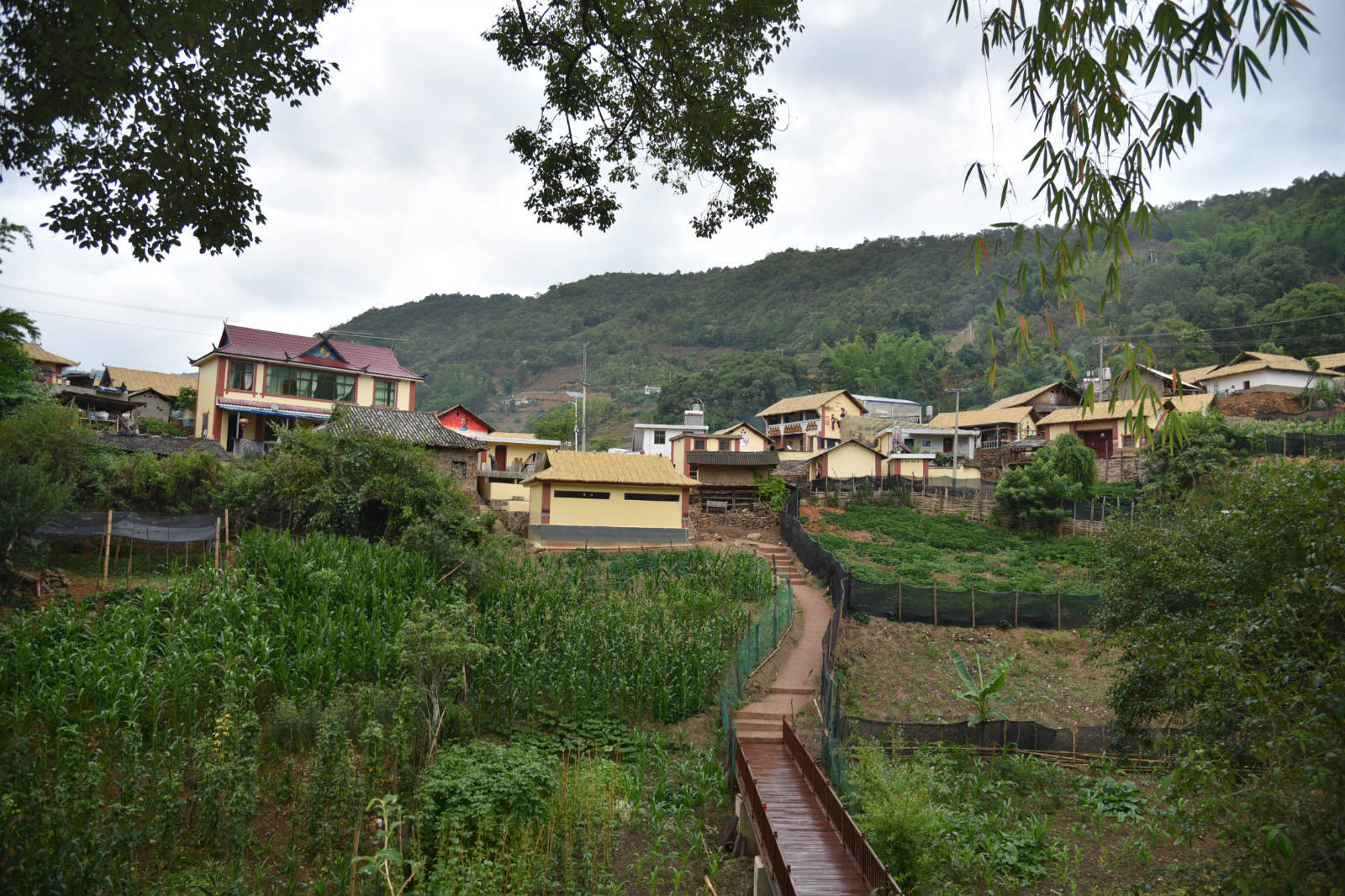 云南双江:这个"直过民族"聚居村凝聚了合力