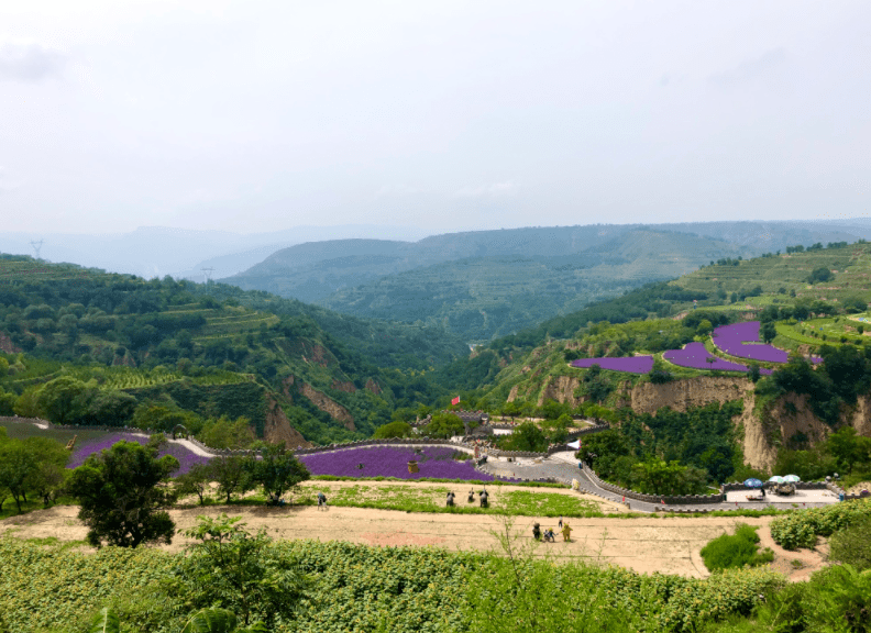 8月13日下午,崆峒区白庙乡贾洼虎山生态园梯田花海观赏区内游客络绎不