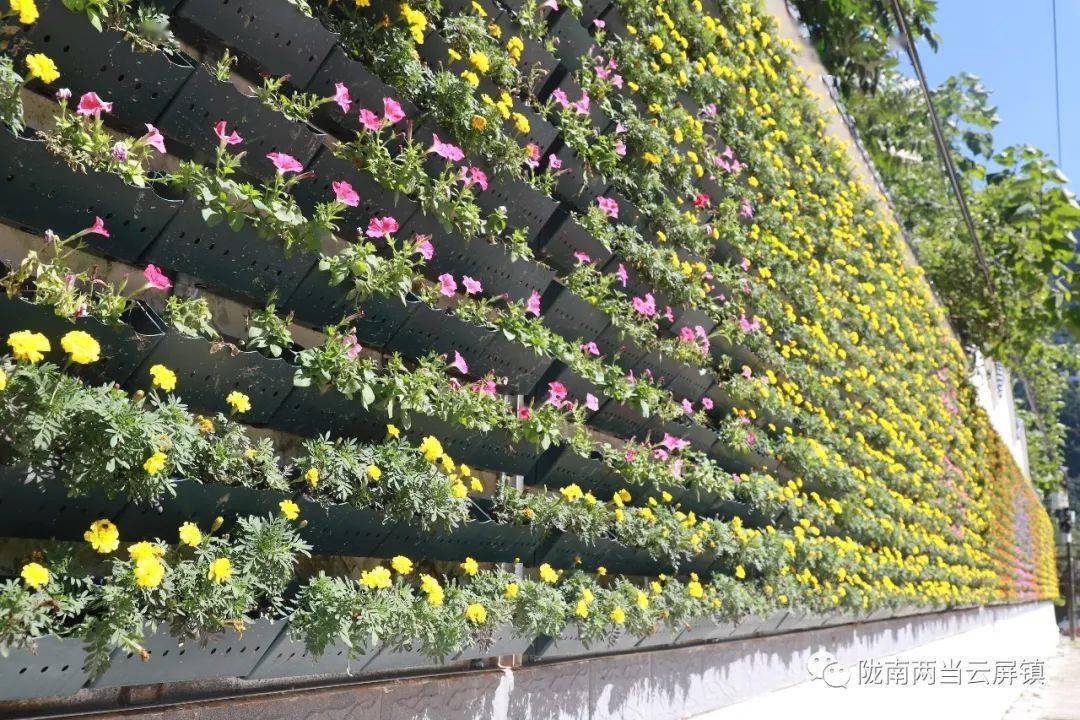 5万个,布置孔雀草,矮牵牛,长春花,鸡冠花共计6.