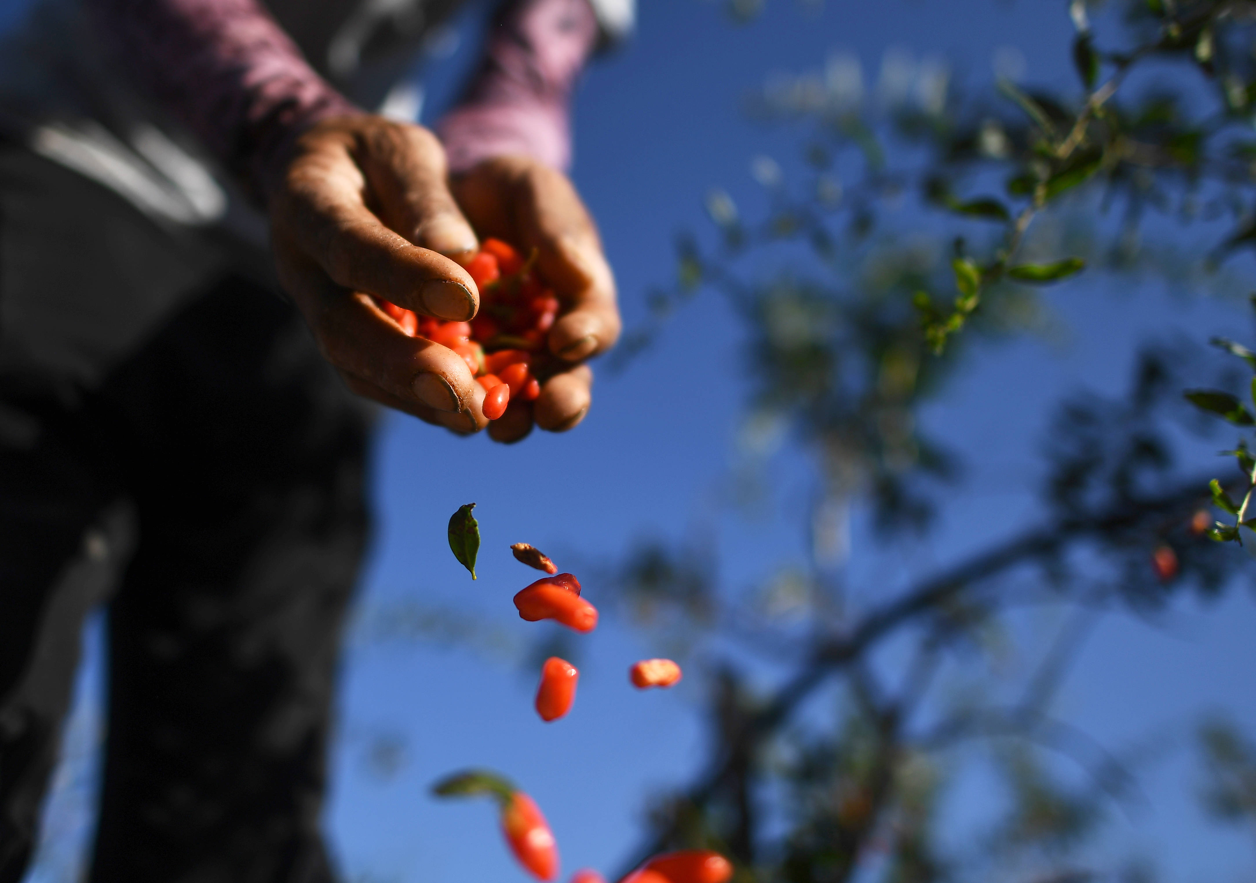8月26日,在青海省共和县沙珠玉乡耐海塔村,采摘工在查看采摘的枸杞.