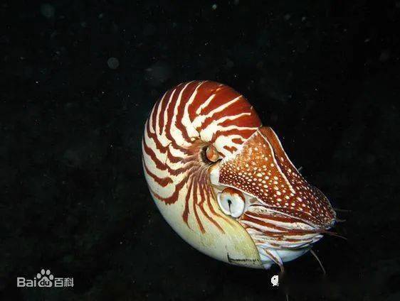 史前顶级掠食者见证地球生命进化的活化石鹦鹉螺