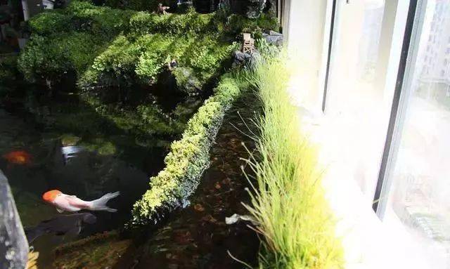 折腾房子虽小却困不住一颗养鱼的心阳台自建1米7扇形鱼池
