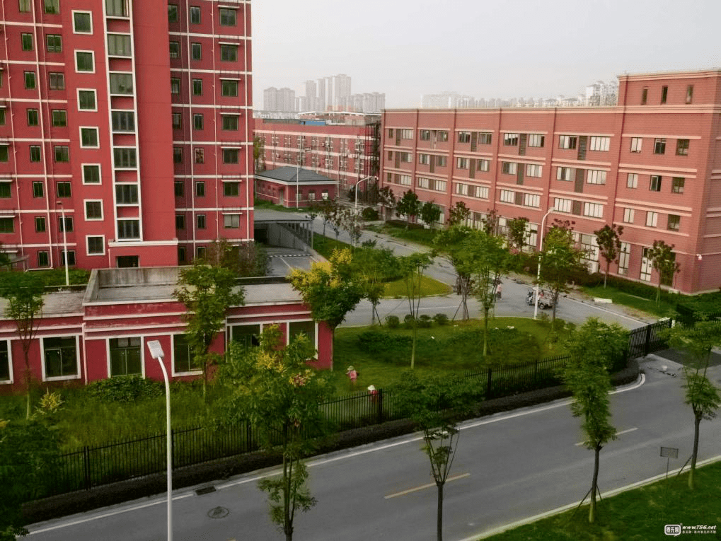 凌晨四点,泰州这个地方的草丛里就开始发出奇怪响声._牧院