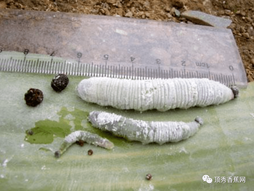 香蕉蕉苞虫又来了啃食叶片影响产量咋办