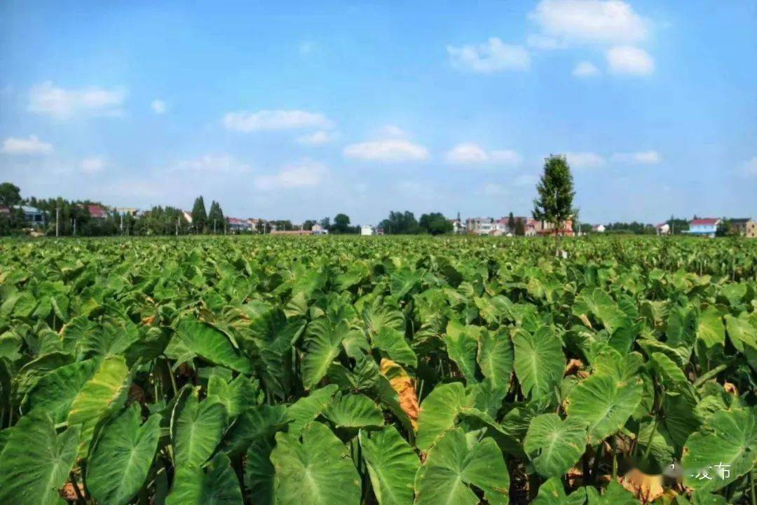 如皋九华镇丝渔村