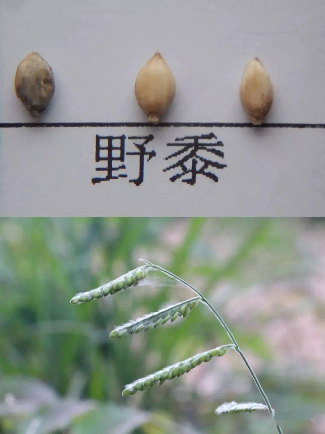 最全的水稻田禾本科杂草甄别方法!