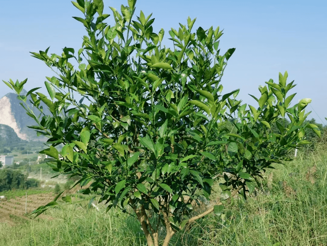 澳柑树图片