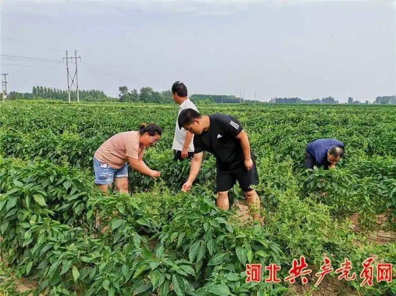 脱贫攻坚党旗红巨鹿北贾庄村领头羊贾路宽让小村庄发生大变化