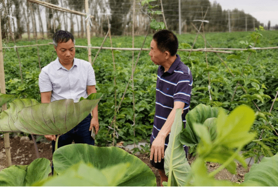 李崇高董竹君图片