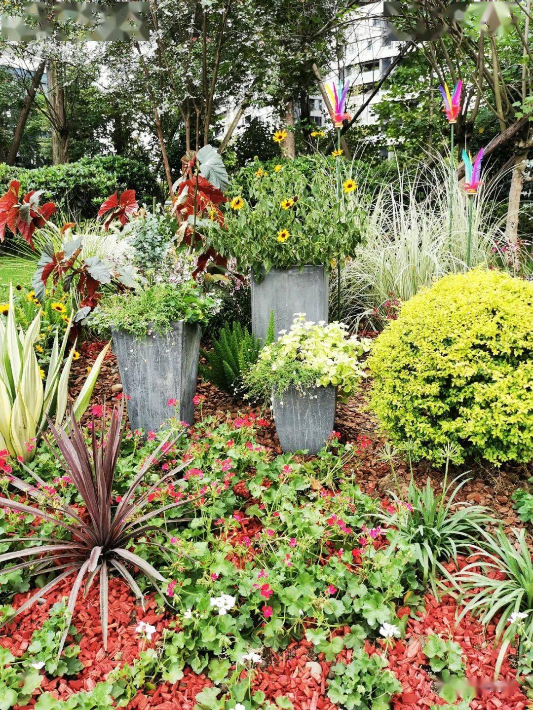 29个迎大运主题花境惊喜亮相江滩公园桂溪生态公园再添新景观