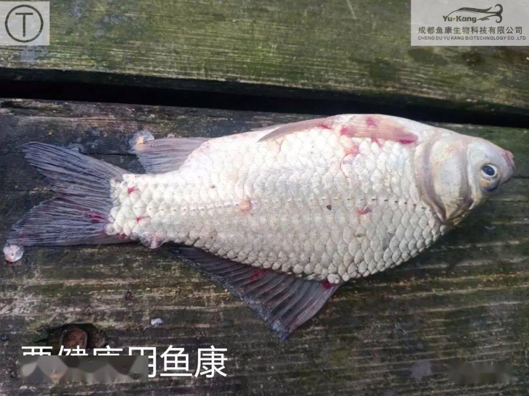 持續雨水天氣過後池塘鯉魚鯽魚花白鰱少量死亡怎麼辦