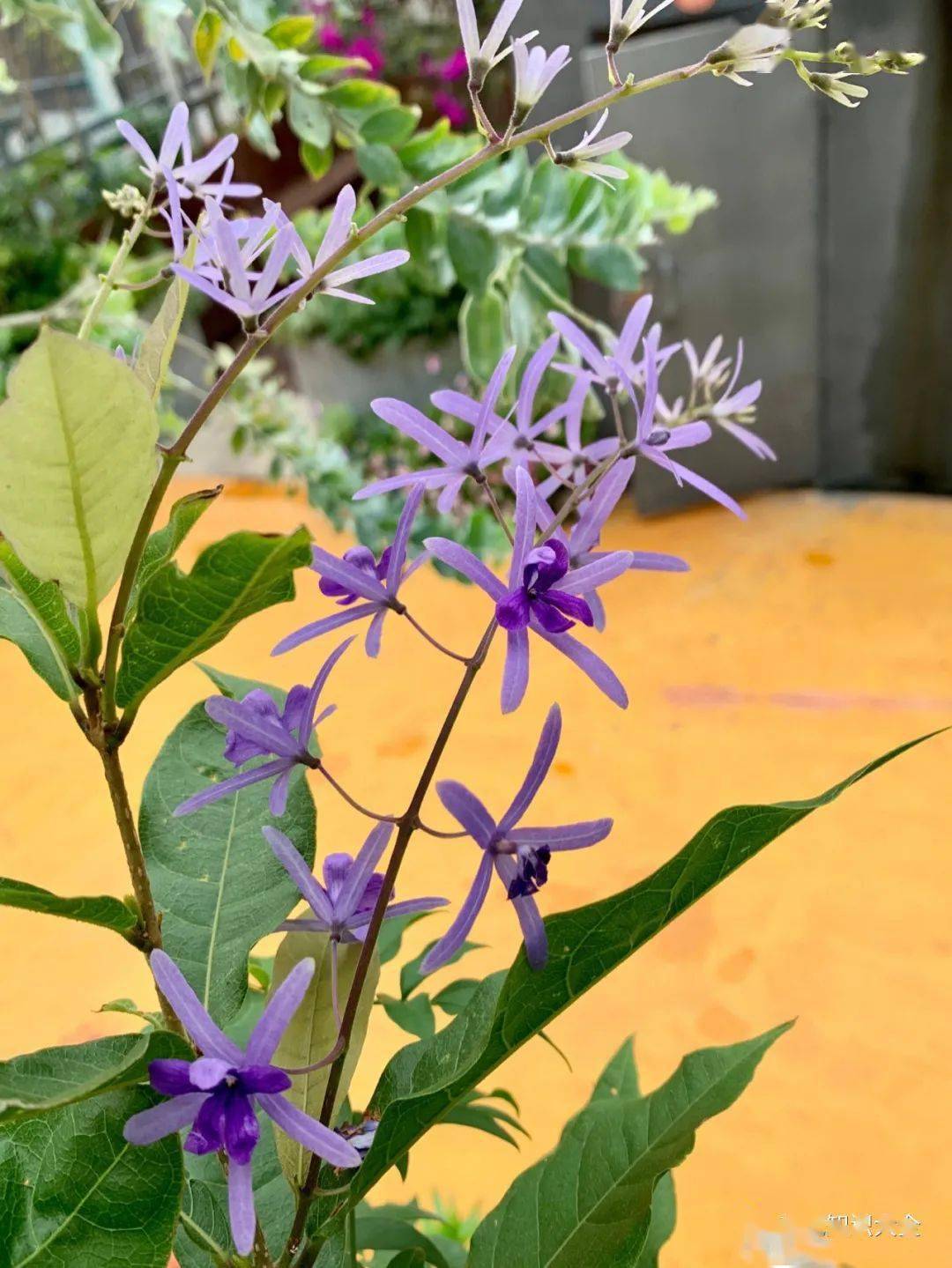 漂亮的蓝花藤南方有院子的花友别错过花开时特别美