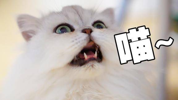 网恋选我我最甜!超萌猫咪叫声大合集